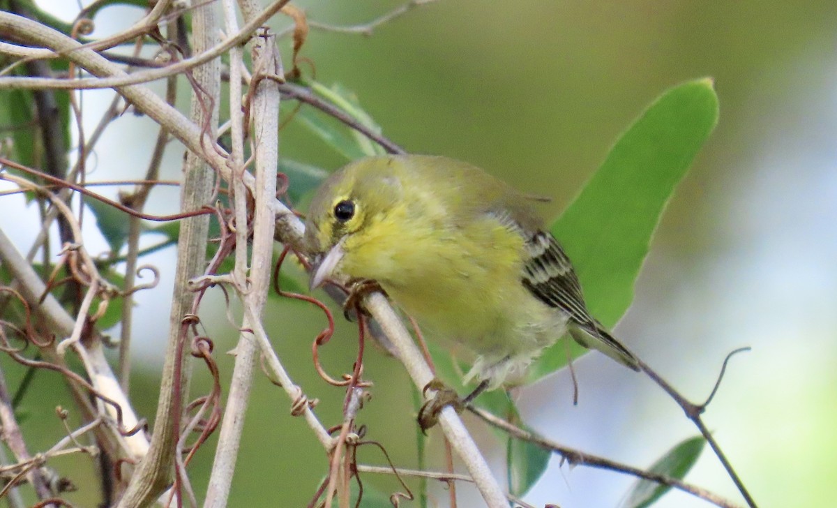 סבכון אורנים - ML644296831