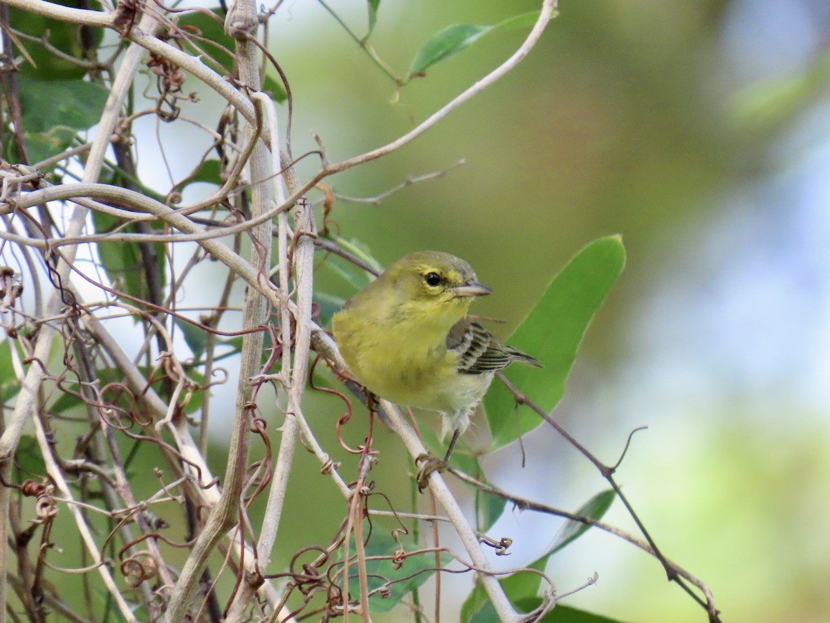 סבכון אורנים - ML644296832