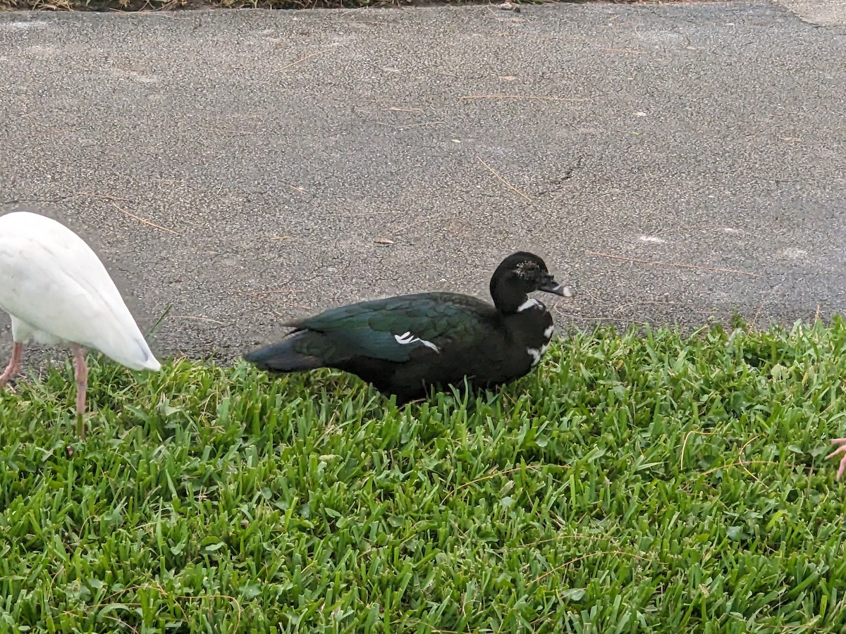 番鴨(馴化)(薑母鴨) - ML644296841