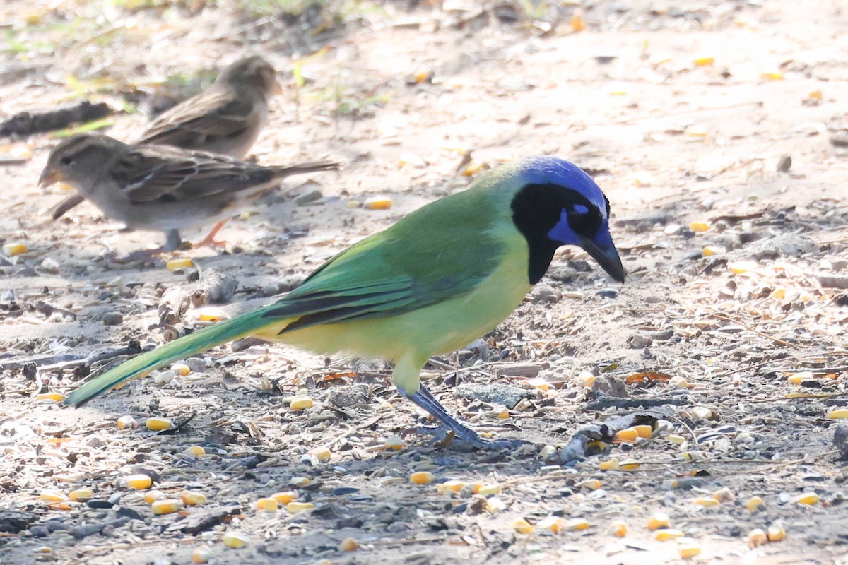 Green Jay - ML644296842