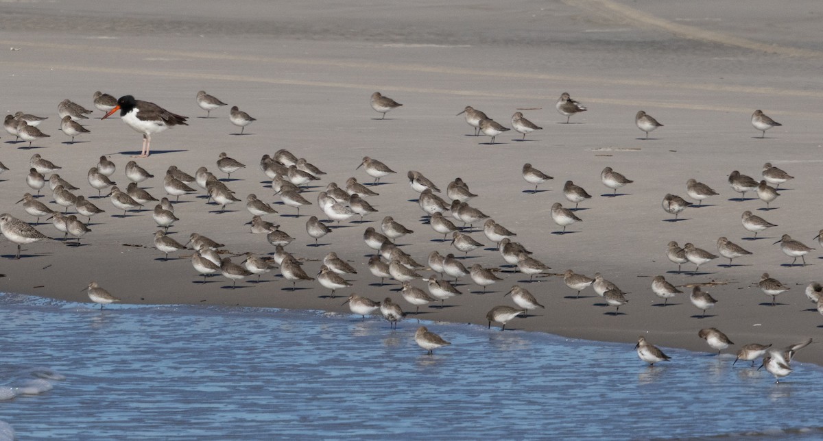 Dunlin - ML644296844