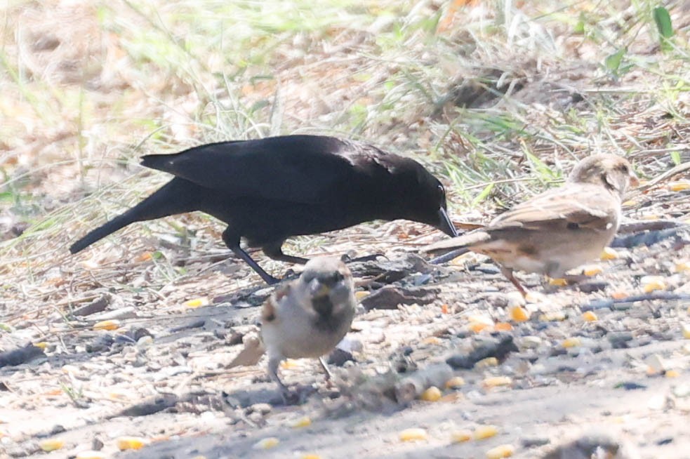 Bronzed Cowbird - ML644296846