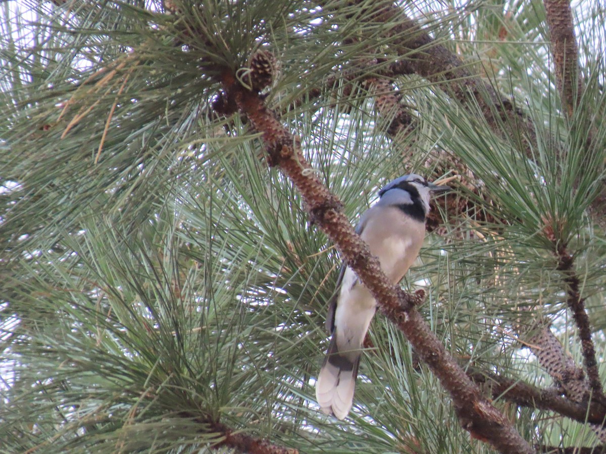 sojka chocholatá - ML644296854