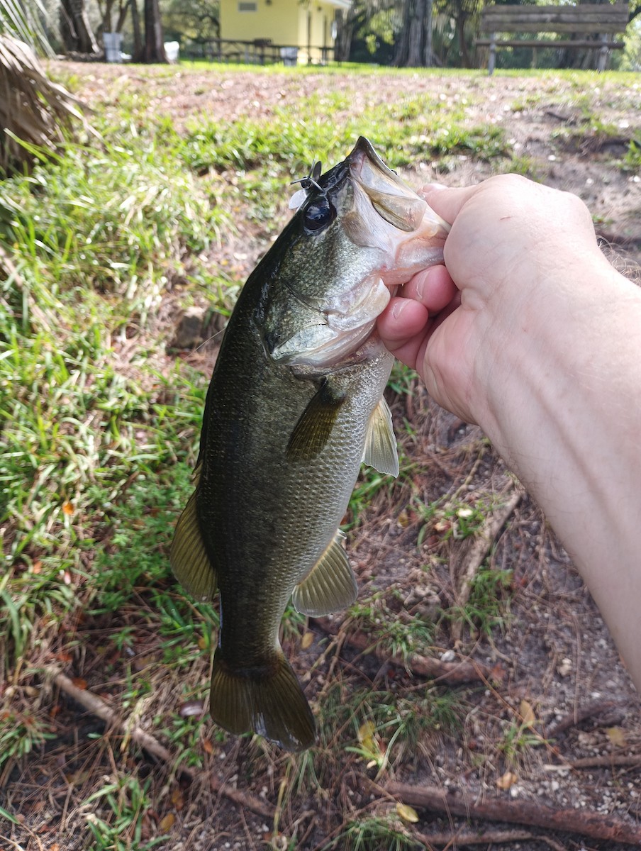 Animals - ML644296857