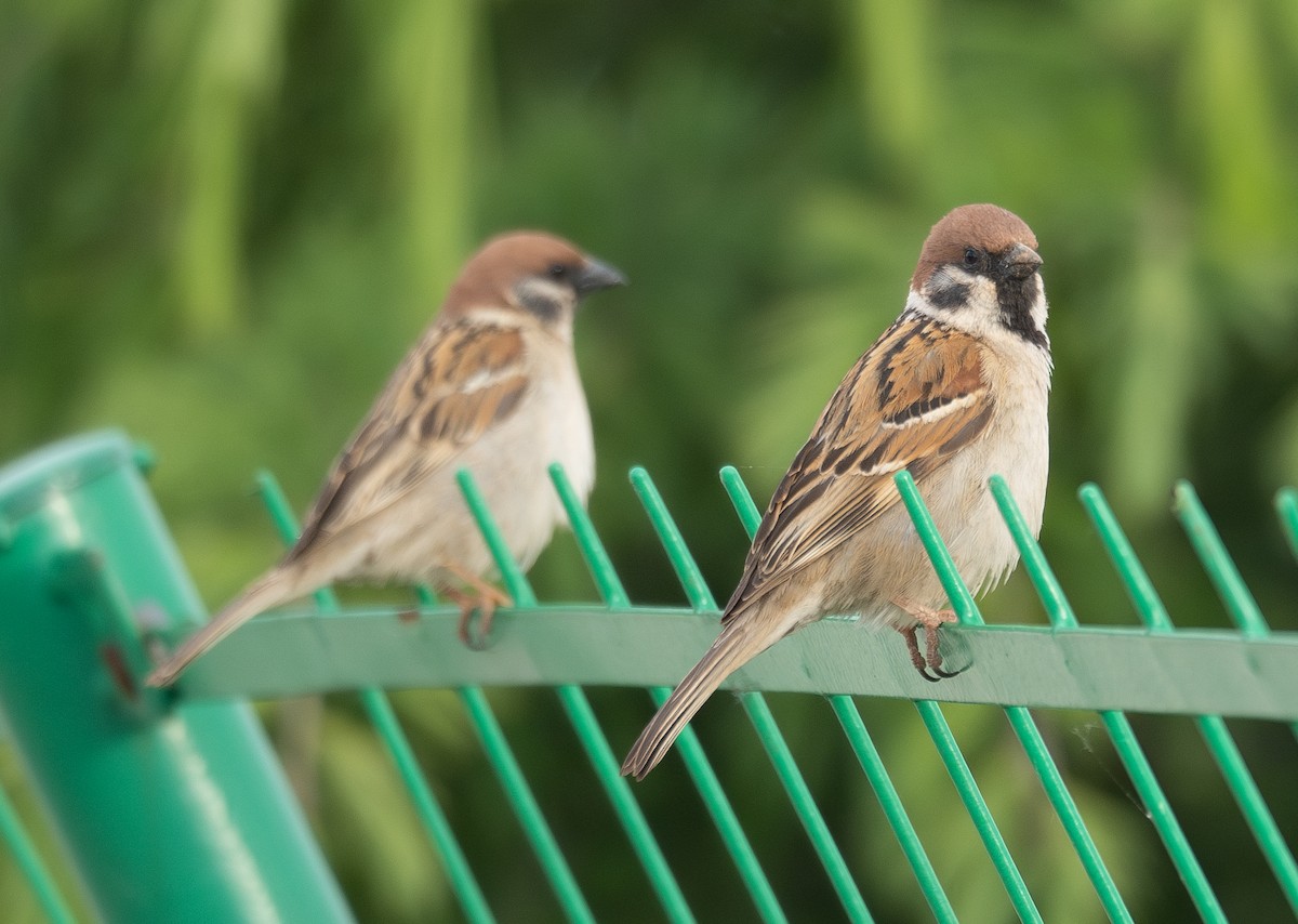 Ağaç Serçesi - ML644296859