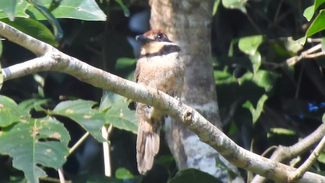 Chestnut-capped Puffbird - ML644296860