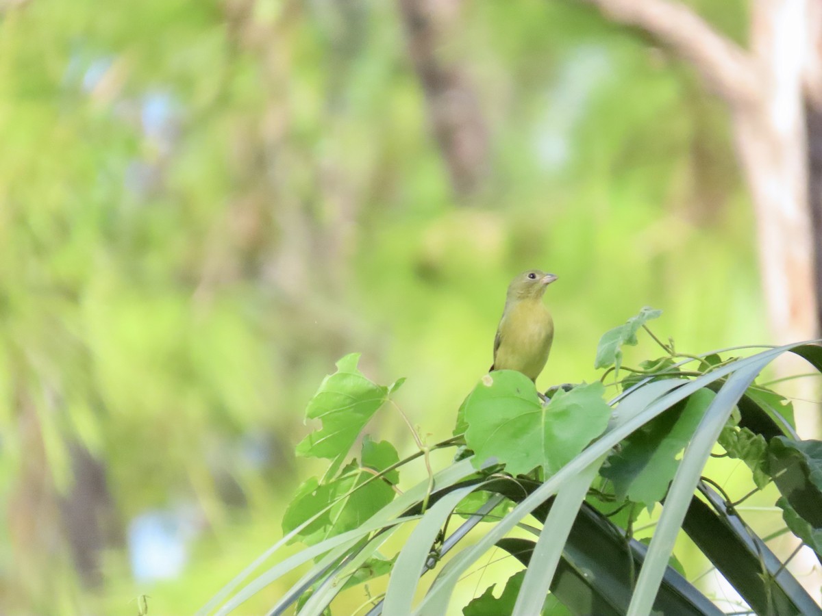 Passerin nonpareil - ML644296861