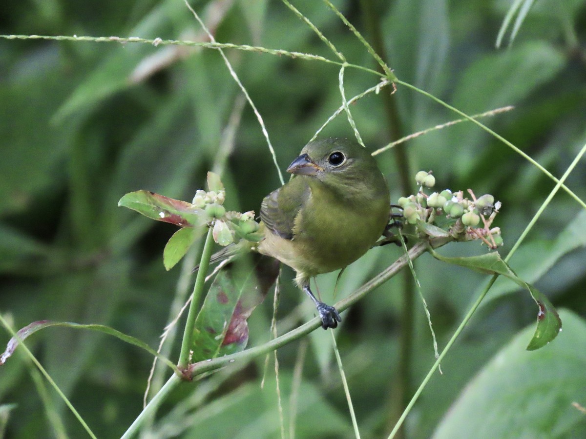 Passerin nonpareil - ML644296862