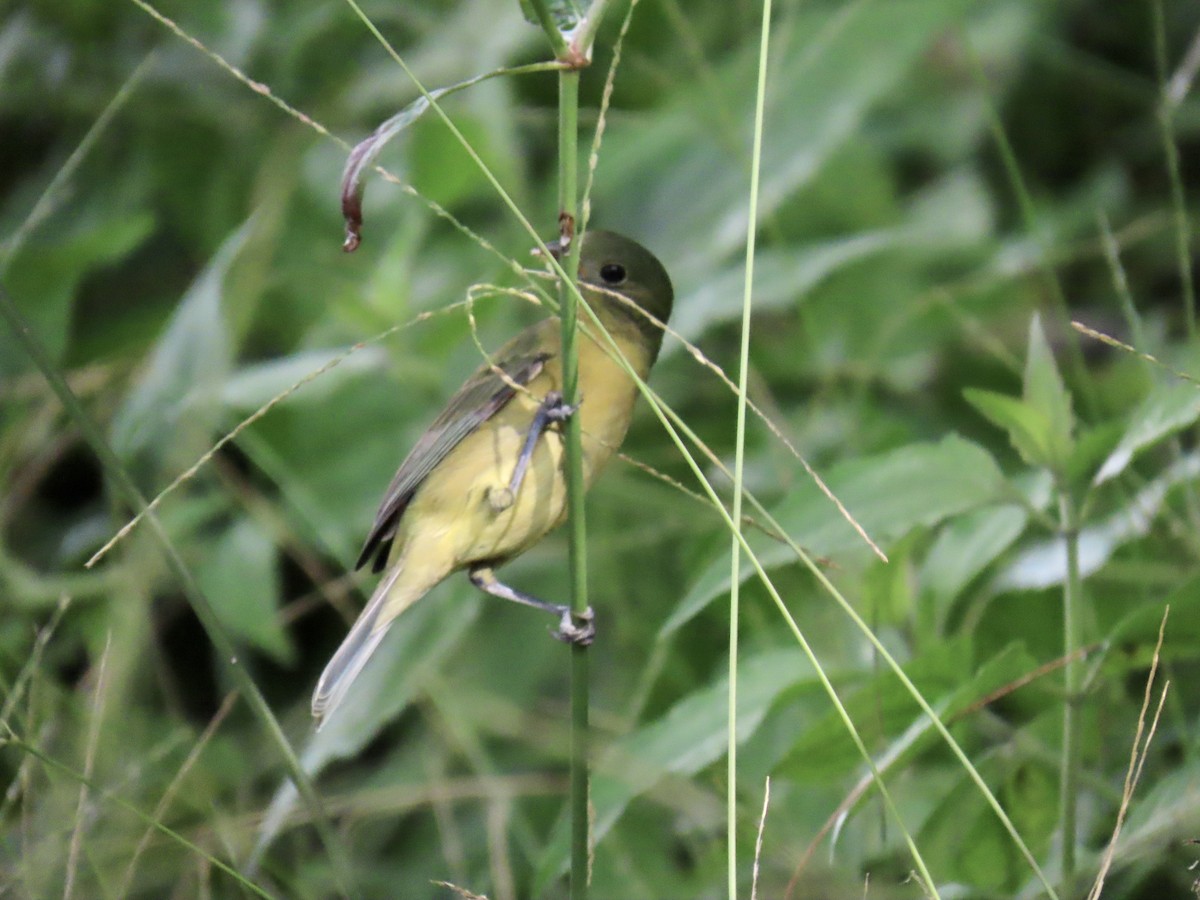 Passerin nonpareil - ML644296863