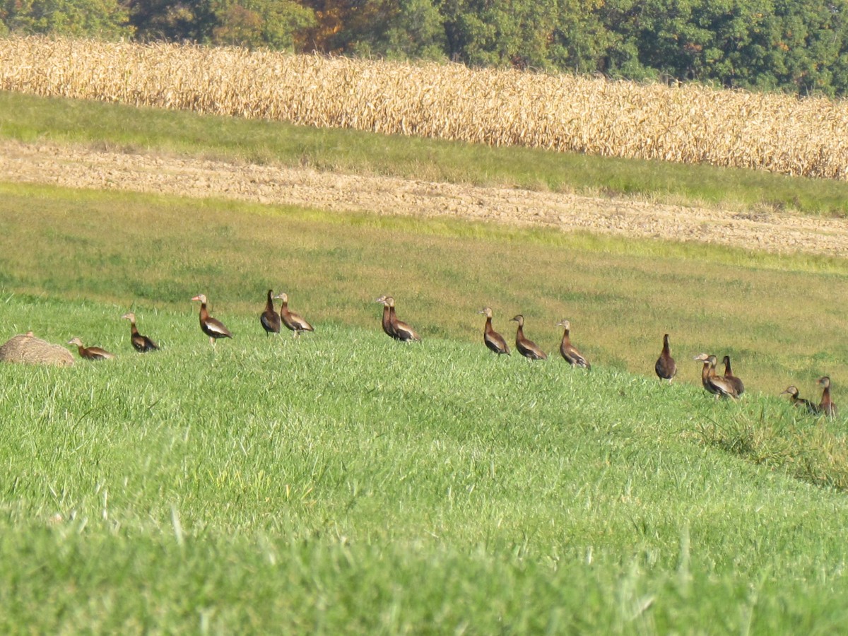 Black-bellied Whistling-Duck - ML644296869