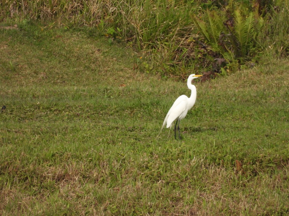 Koartza zuria - ML644296872