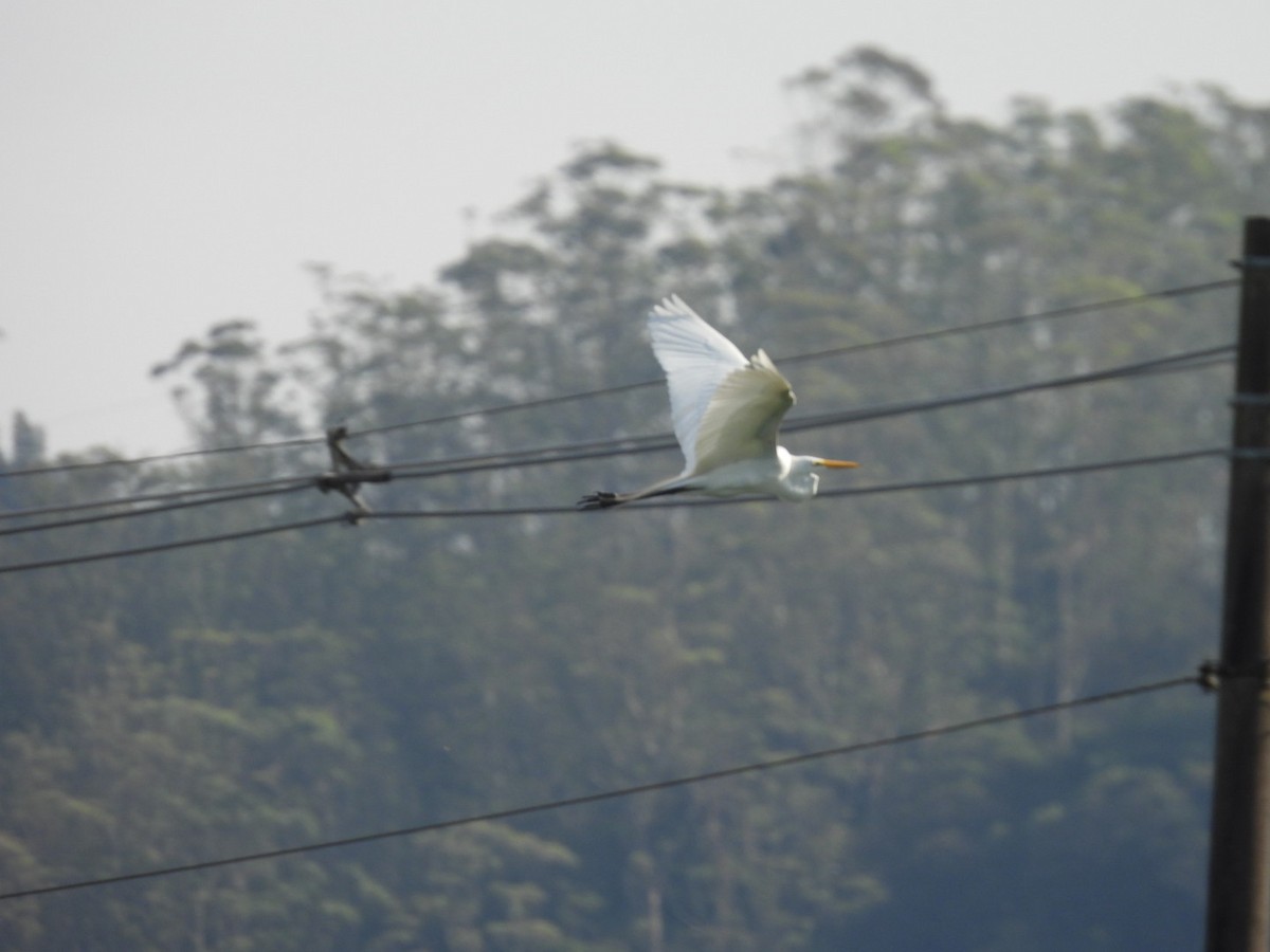 Koartza zuria - ML644296873