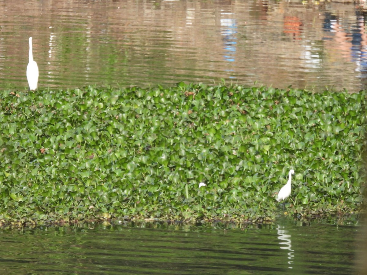 Koartza zuria - ML644296874