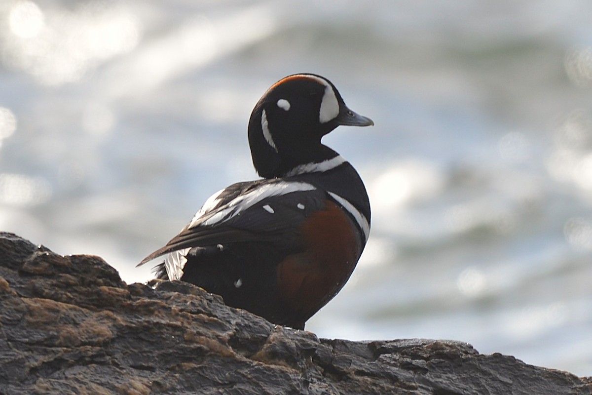 Ahate arlekina - ML644296918