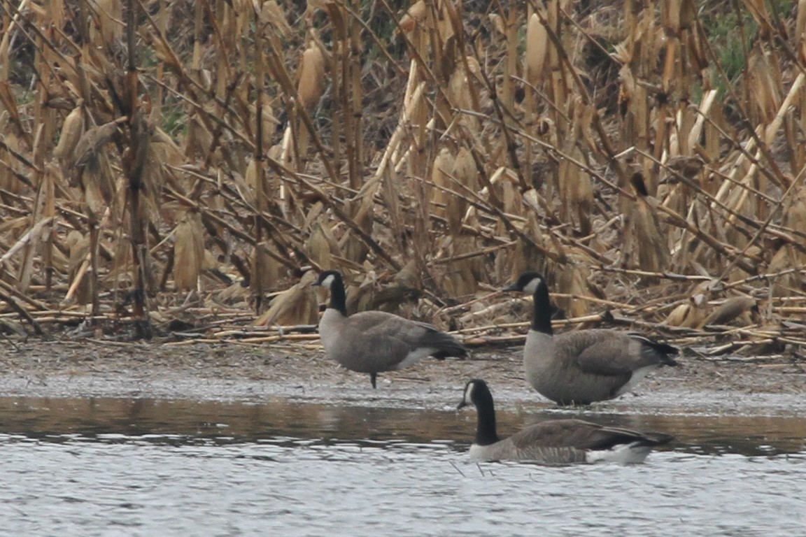 シジュウカラガン - ML644296920