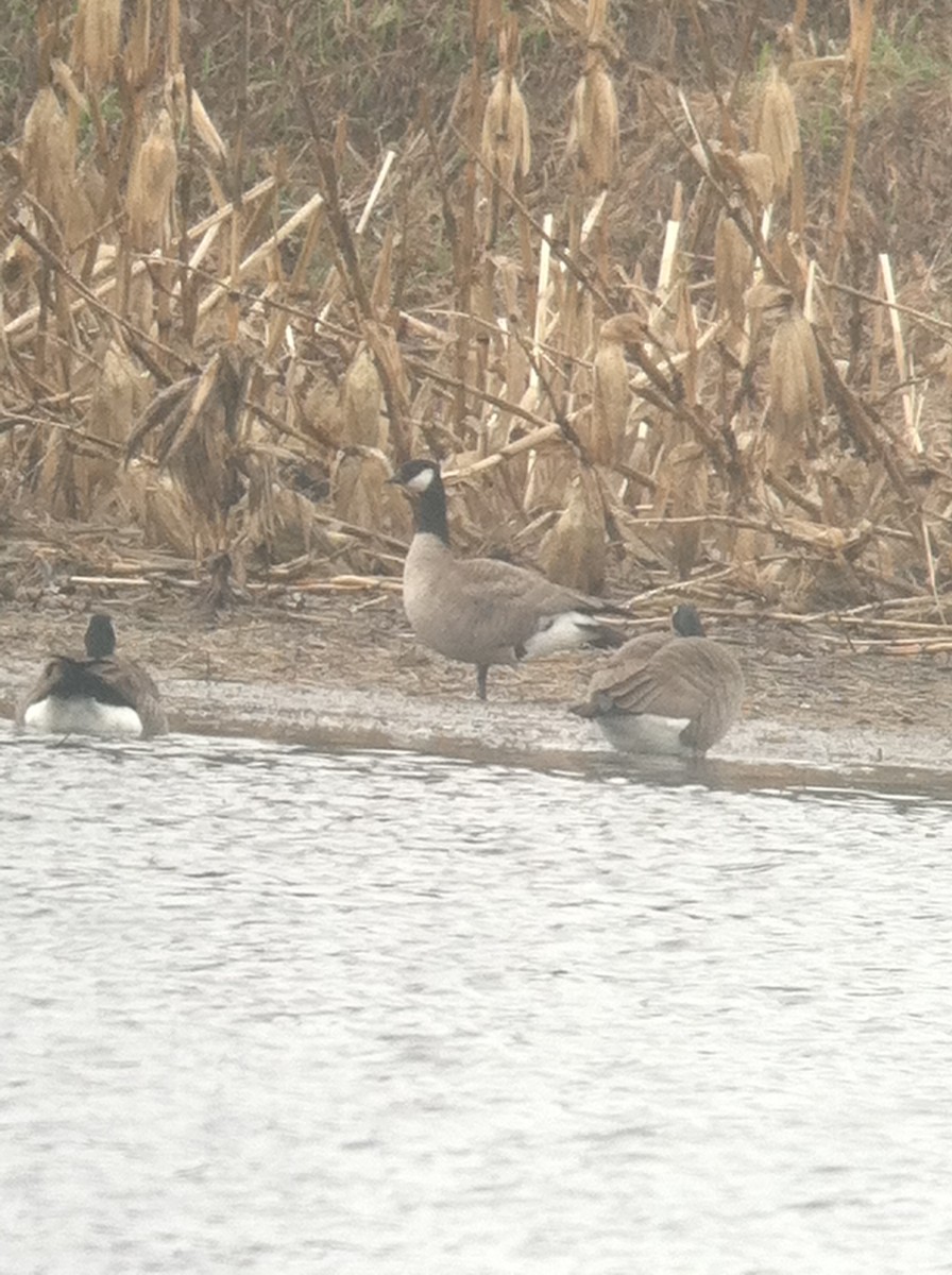 シジュウカラガン - ML644296921