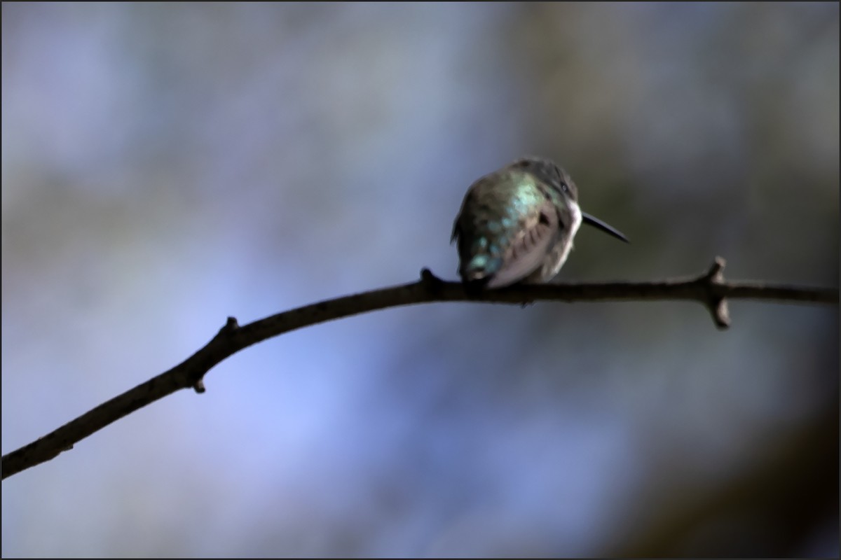 Costa's Hummingbird - ML644296932