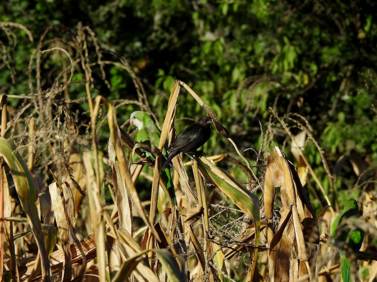 Bronzed Cowbird - ML644296933