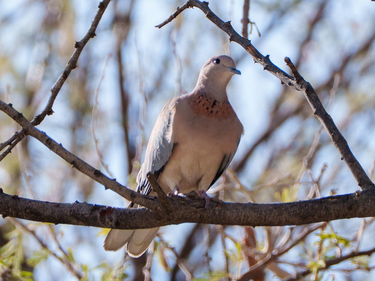 Tortora delle palme - ML644296935