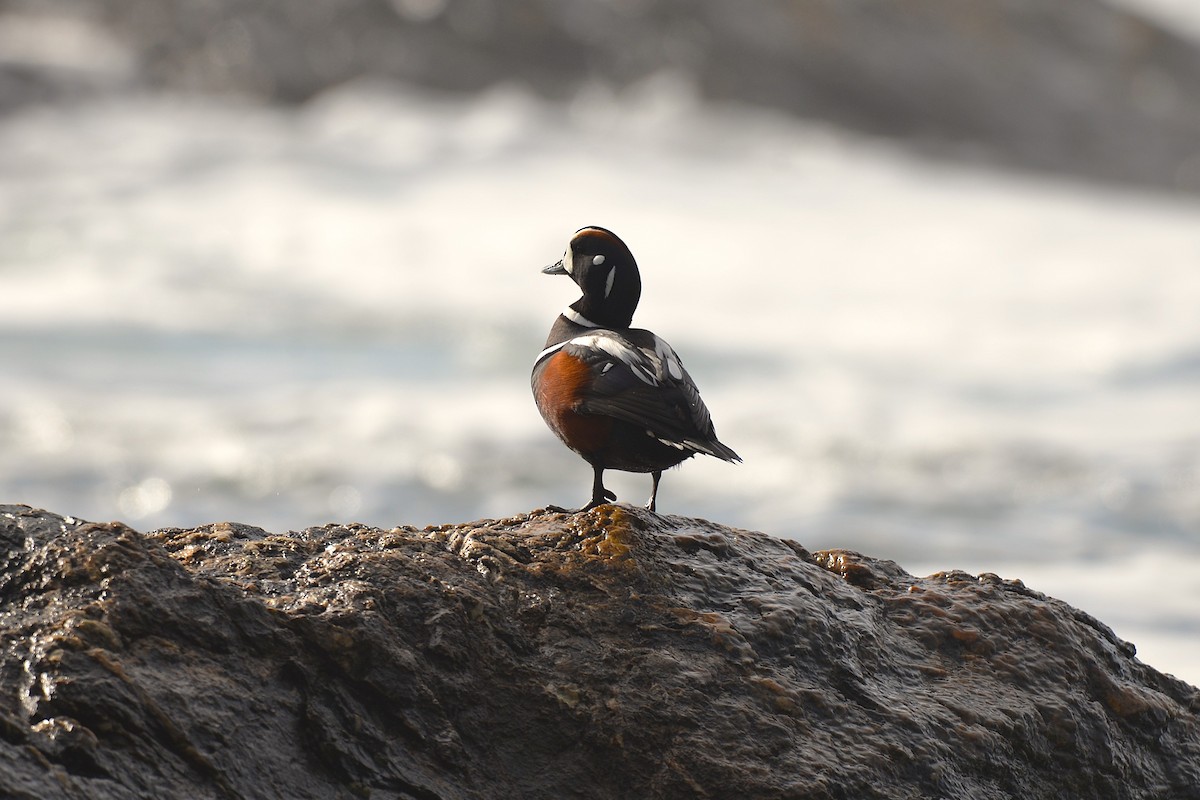 Ahate arlekina - ML644296936