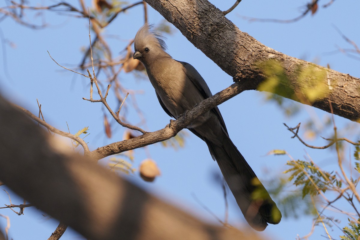 Gray Go-away-bird - ML644296939