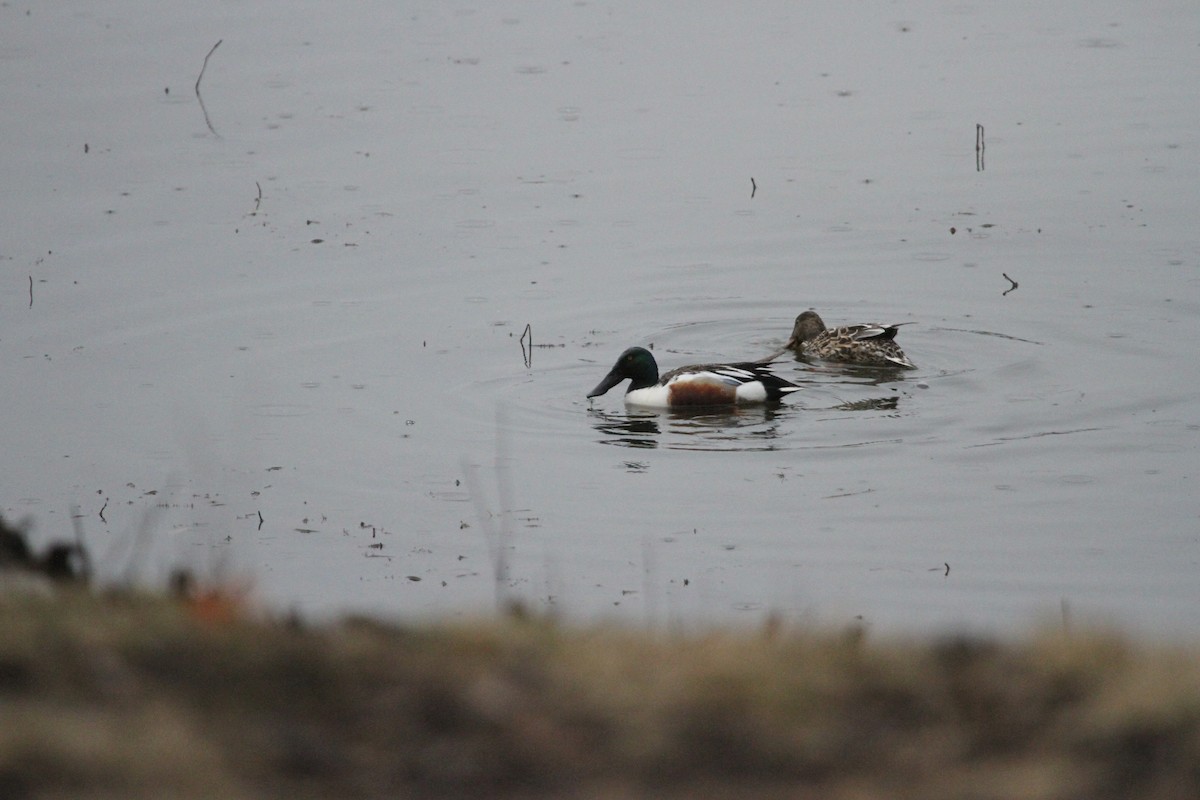 ハシビロガモ - ML644296940