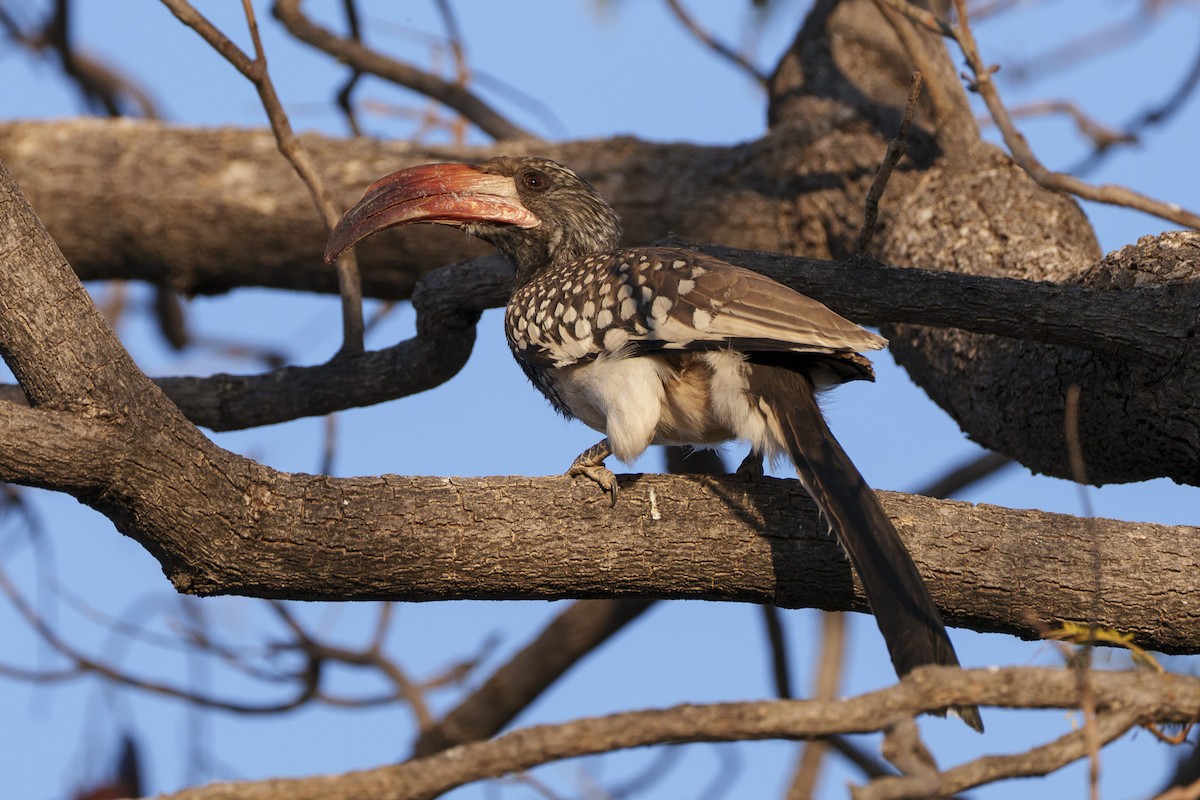 Monteiro's Hornbill - ML644296942