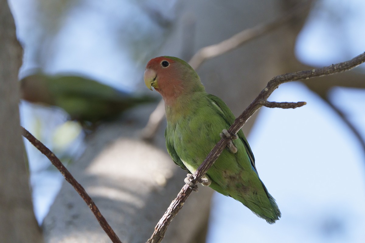 Rosy-faced Lovebird - ML644296943