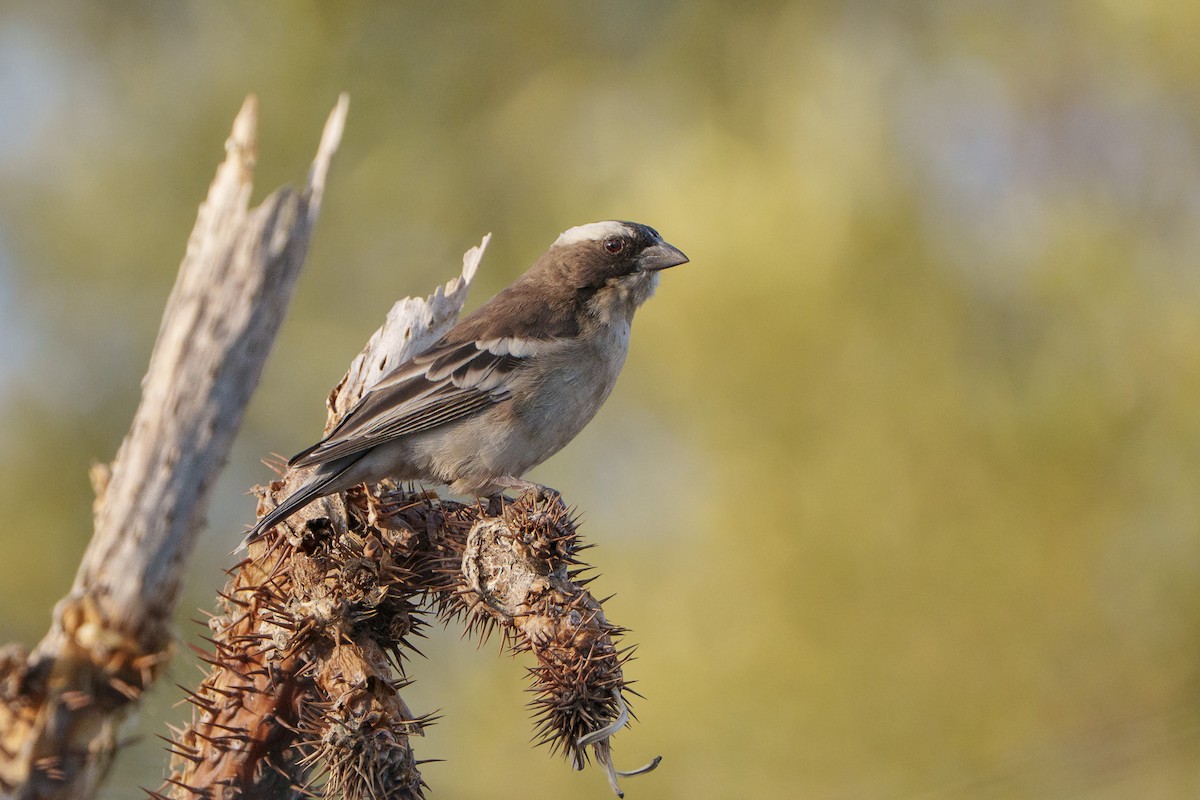 Weißbrauenweber - ML644296948