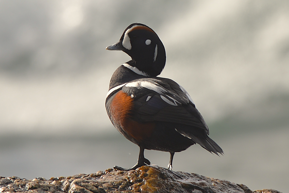 Ahate arlekina - ML644296949