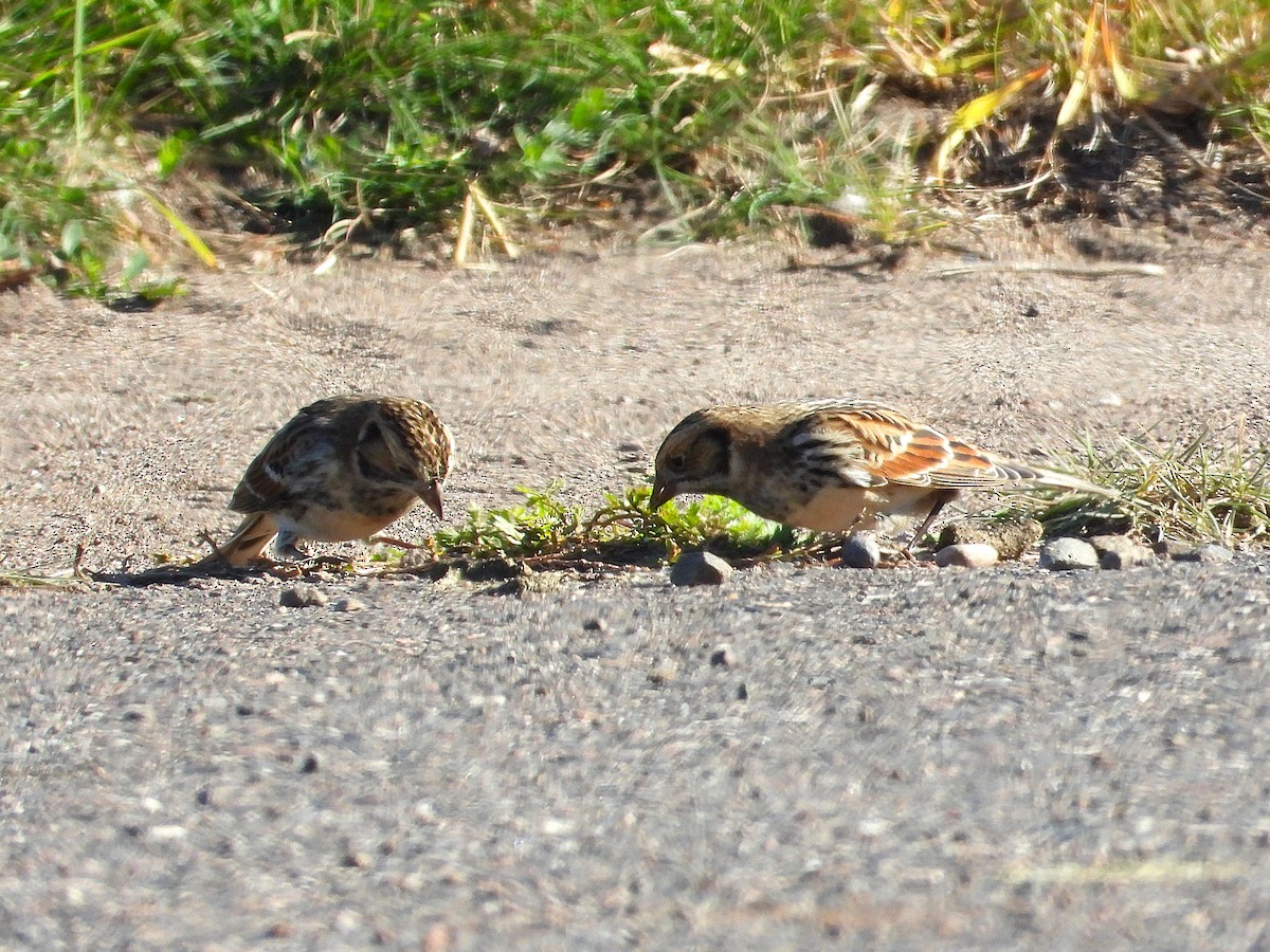Lapland Longspur - ML644296960