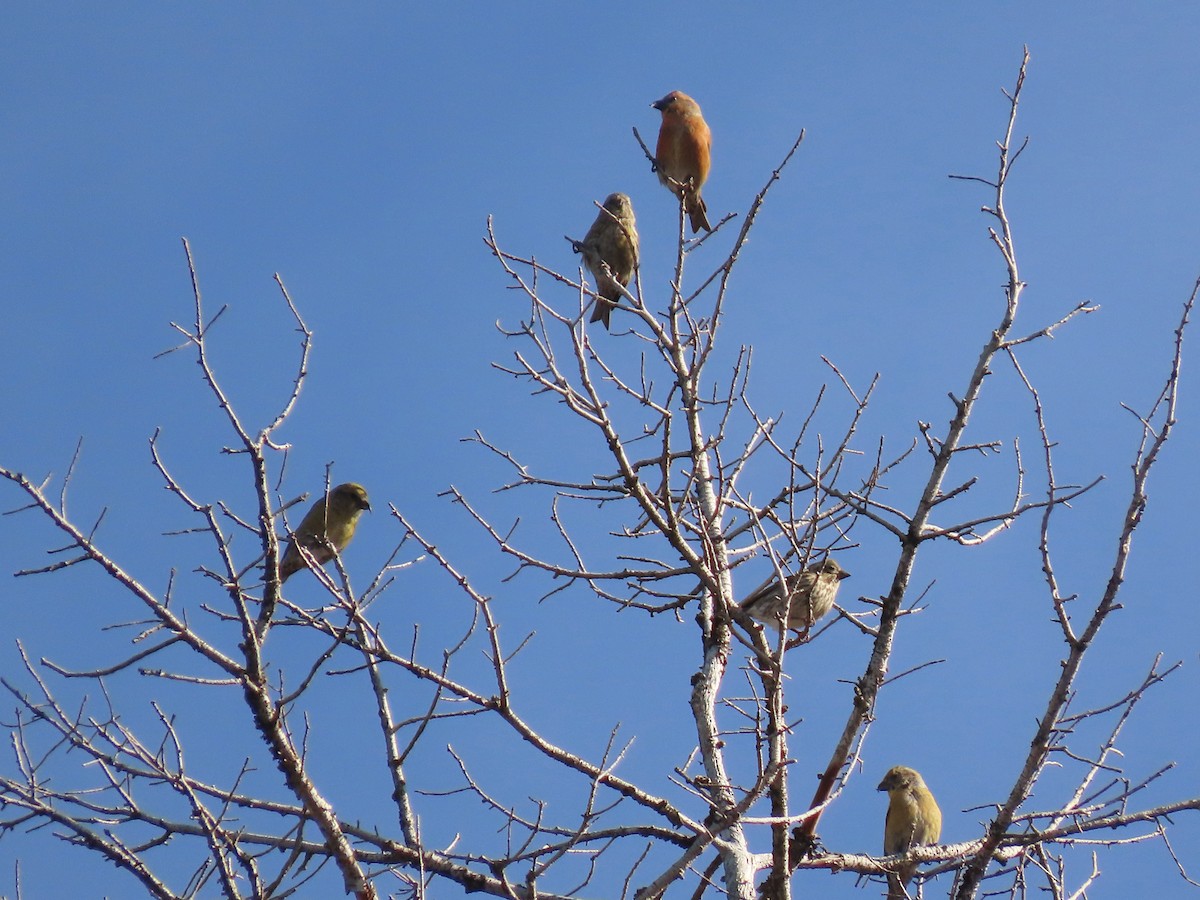 křivka obecná - ML644296971