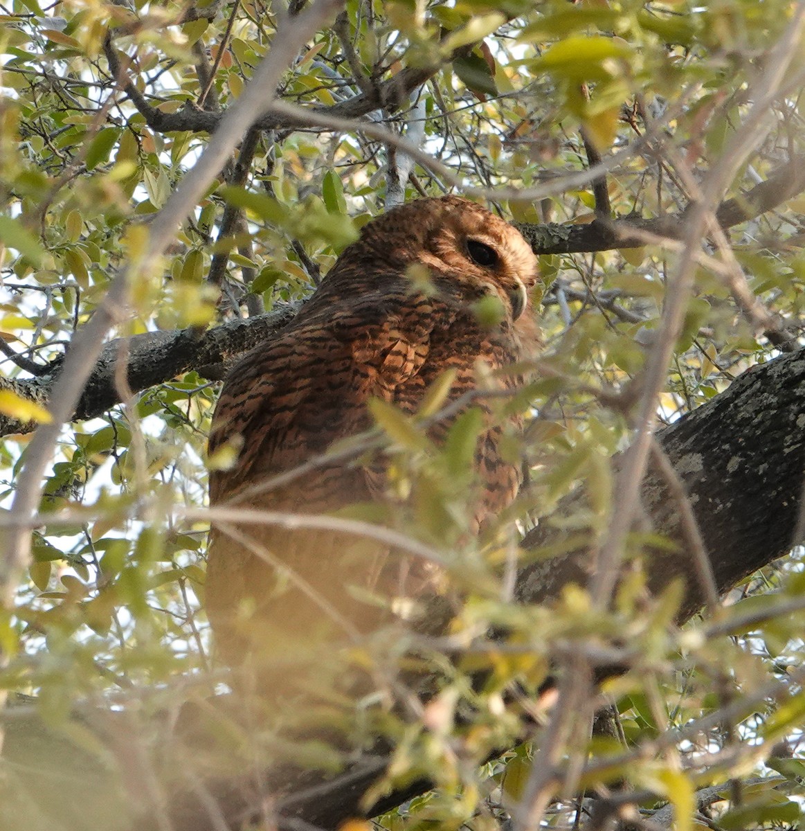 Pel's Fishing-Owl - ML644296992