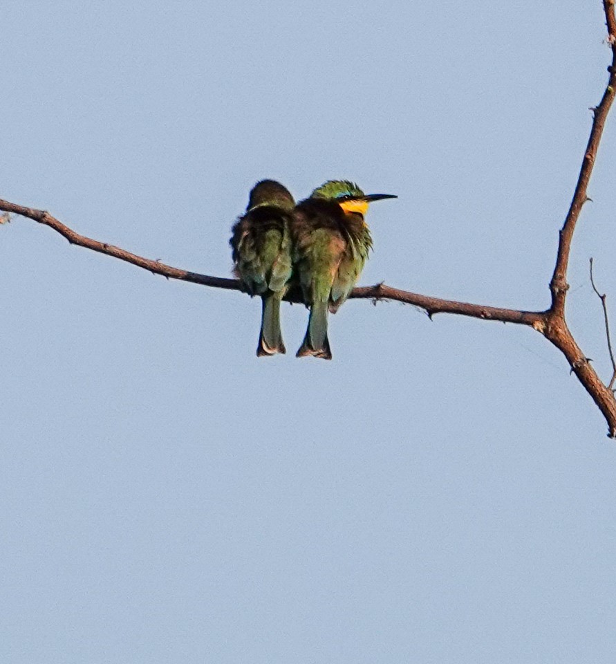 Бджолоїдка карликова - ML644296995