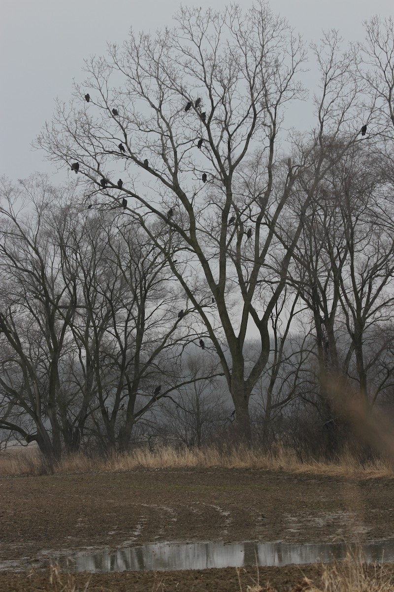 Aura Gallipavo - ML644296997