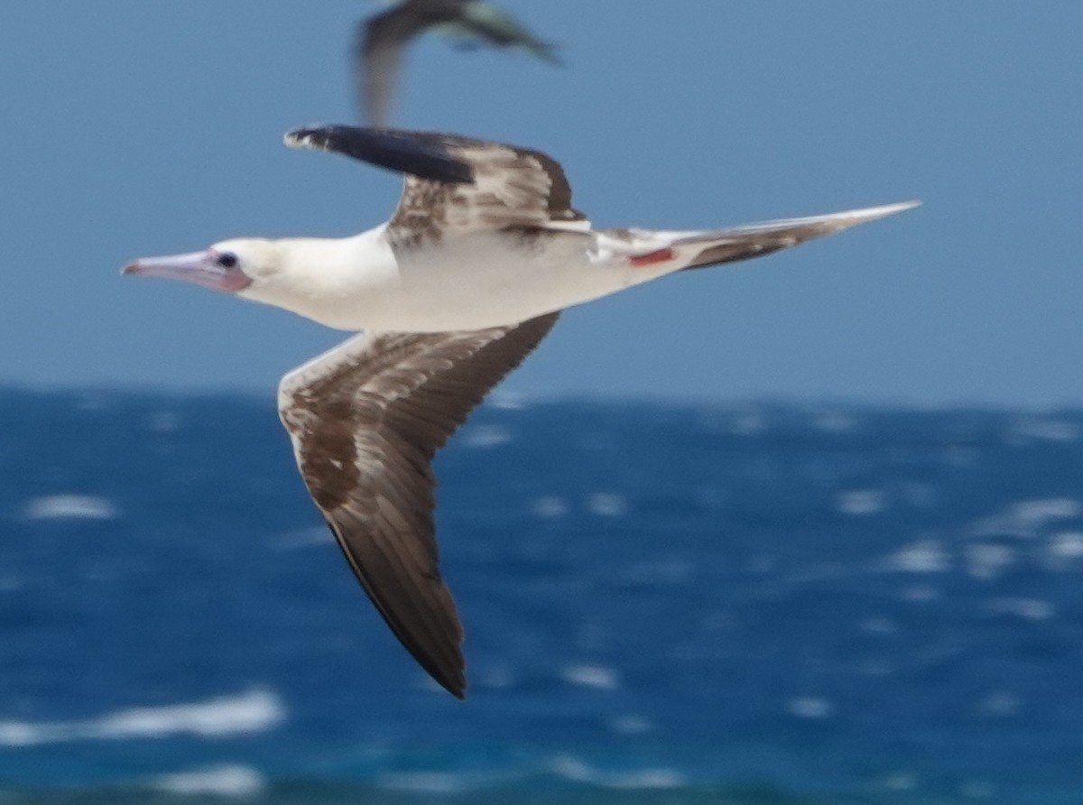 Rotfußtölpel - ML644296998