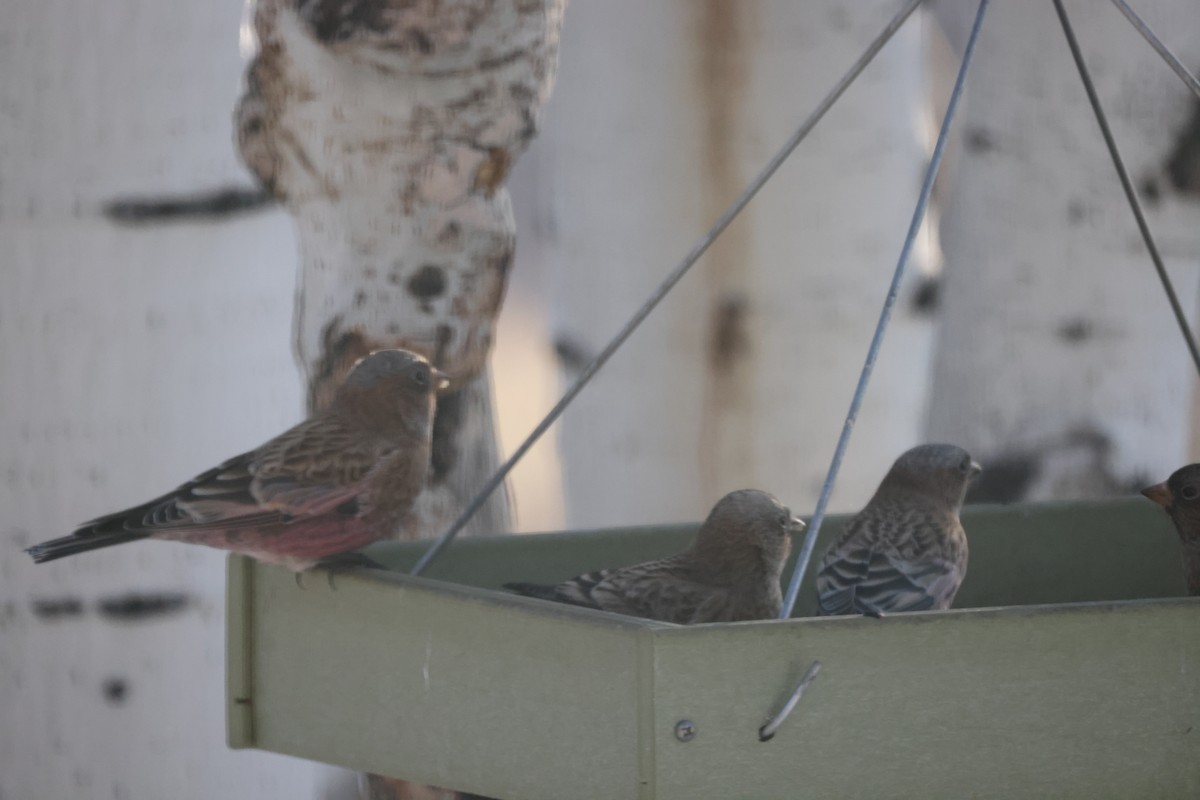 pěnkavice coloradská - ML644297007