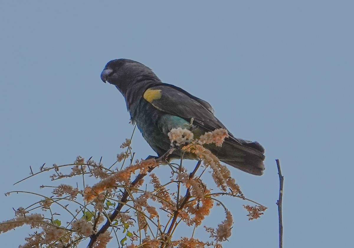 gulissepapegøye - ML644297009