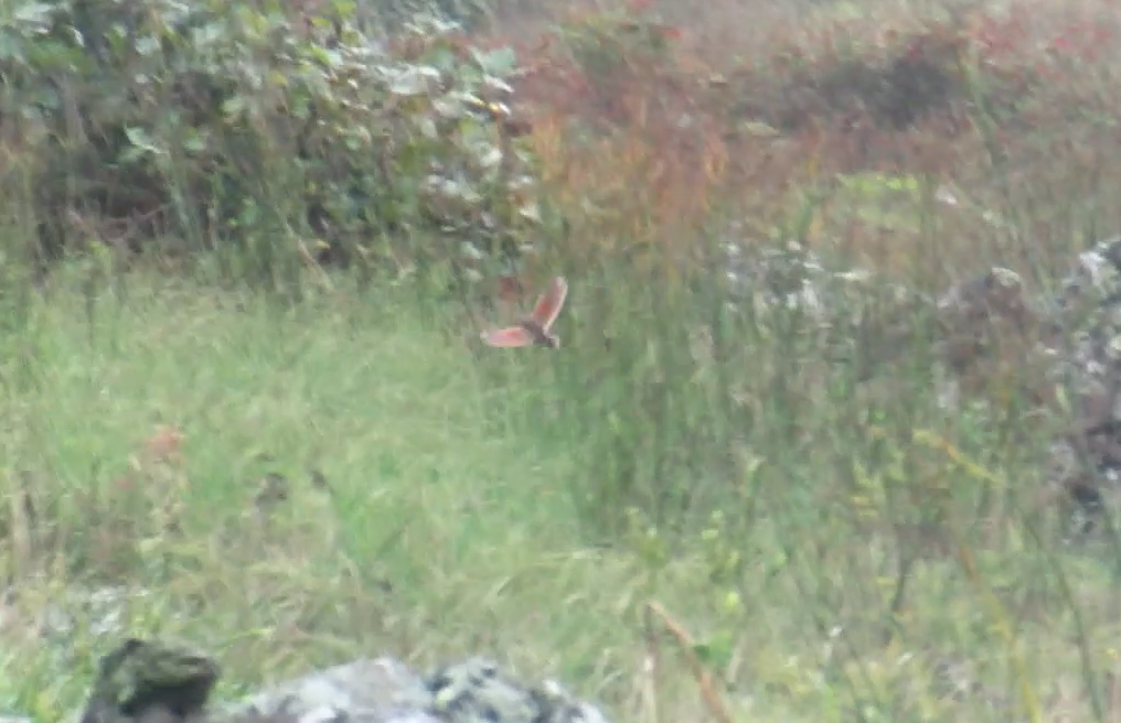 åkerrikse - ML644297010