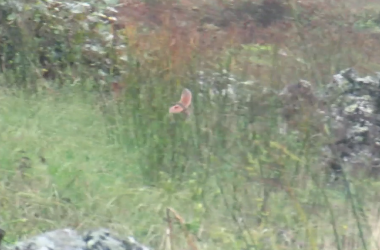 åkerrikse - ML644297011