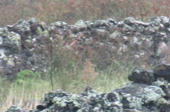 åkerrikse - ML644297012