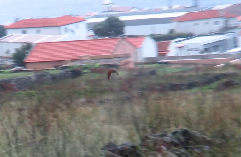 åkerrikse - ML644297013