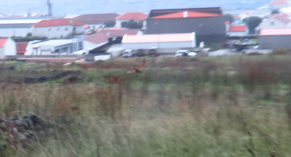 åkerrikse - ML644297014