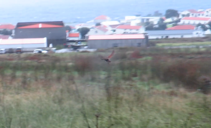 åkerrikse - ML644297015