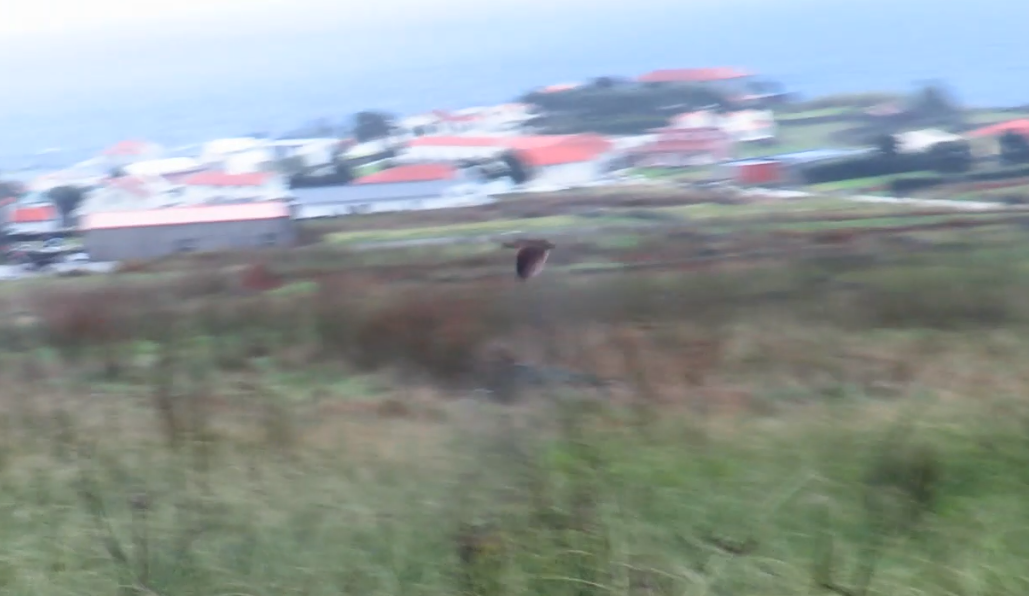 åkerrikse - ML644297017