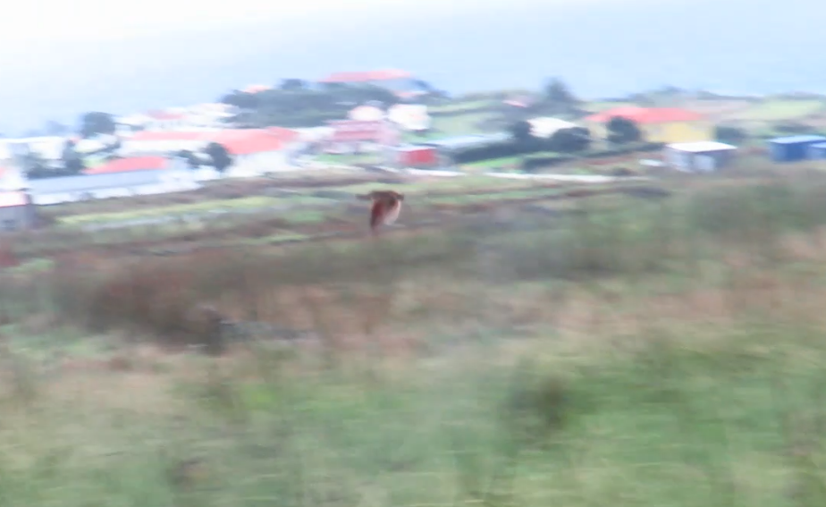 åkerrikse - ML644297018