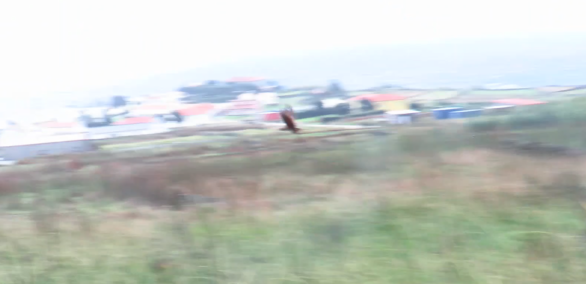 åkerrikse - ML644297019