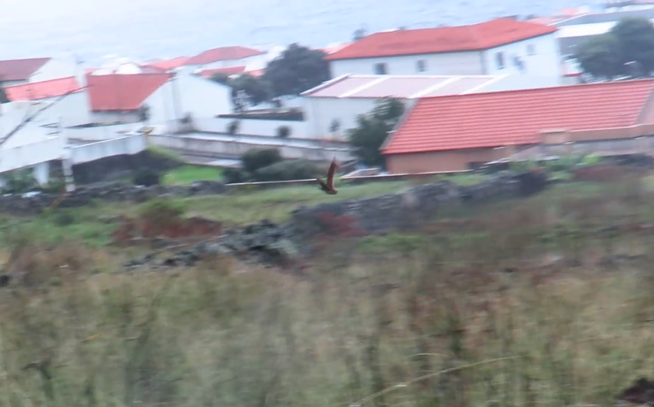 åkerrikse - ML644297020