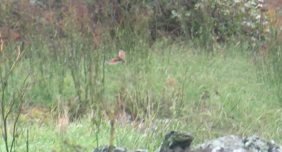 åkerrikse - ML644297021