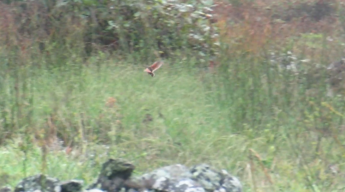 åkerrikse - ML644297022